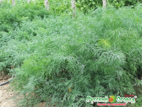 Кустовое чудо Ц(Н)