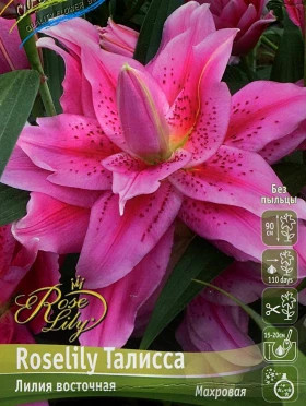 Roselily Талисса 12/14 (вост.махр) 5шт