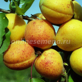 Царский 1шт/сетка Поиск