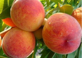 Золотая Москва/ Сетка 1шт Поиск