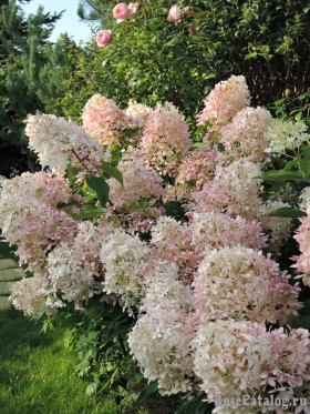 Пинк Леди метел 1шт Поиск