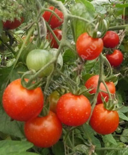 Божья коровка Ц(А)