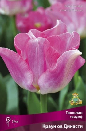 Краун ов Династи (триумф) 11-12, 7шт Поиск