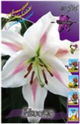 Нюанс (ЛО)5шт