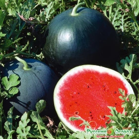 Огонек Ц(Н) (621                      )