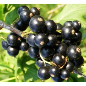 Изюмная рн. черная/1шт/Поиск