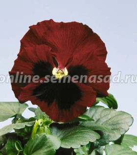 Виола Селло (100шт) Ред виз Блотч