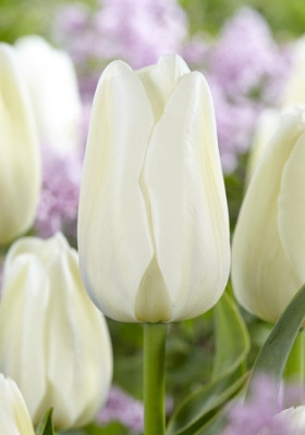 Клиервотер 11/12 (триумф) 7шт