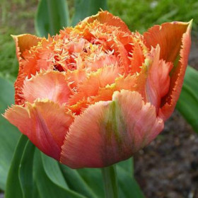 Криспа Оранж Принцесс 11/12 (2й эффект) 7шт