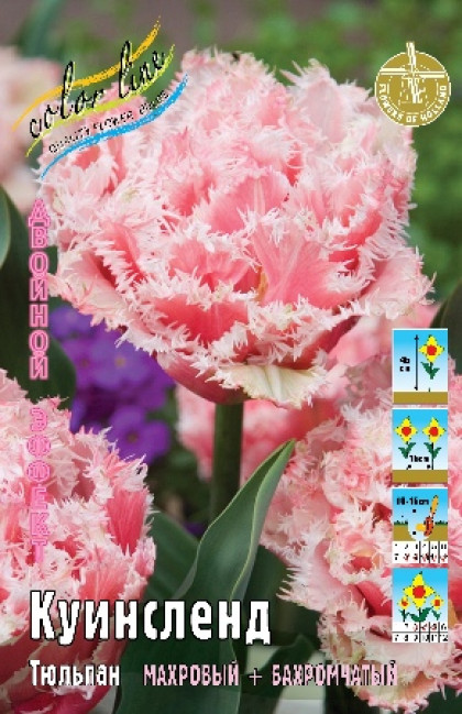 Куинсленд 11/+ (2й эффект) 7шт