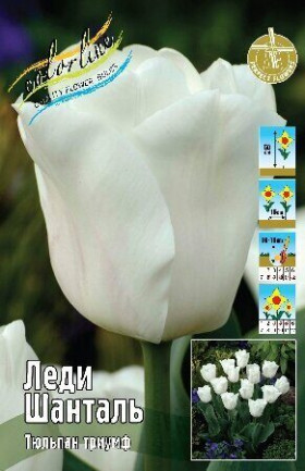 Леди Шанталь 11/12 (триумф) 7шт