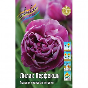 Лилак Перфекшн 11/12 (махр.поздн) 7шт