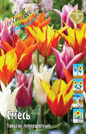 Лилиецветные смесь 11/12 (лил.) 8шт