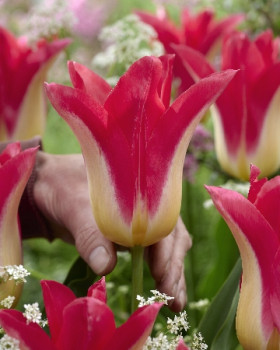 Лов Стори 11/12 (лил.) 5шт