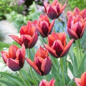 Мавота 11/12 (триумф) 7шт