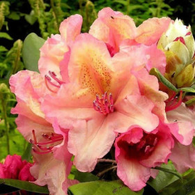 Бразилия 1шт Поиск