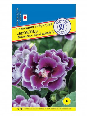 Брокэйд Фиолетовая с белой каймой Ц(П)