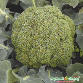 брокколи Тонус Ц(Н)