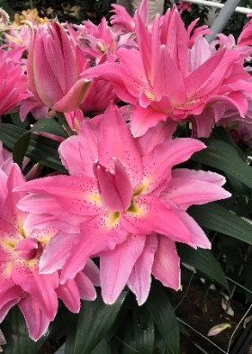 Roselily Патрисия (вост.махр) 5шт