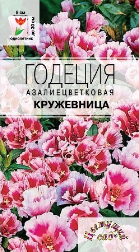 Кружевница биколор/Цветущий Сад