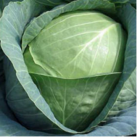 Ринда F1 средняя б\к (2500шт) Seminis