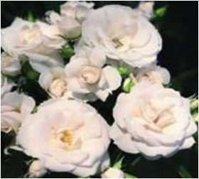 Аспирин (ЗКС) ЖИЛЯК