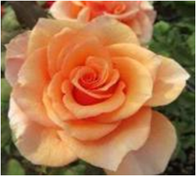 Атлантик Стар (ЗКС) ЖИЛЯК