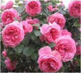 Леонардо да Винчи (ЗКС) ЖИЛЯК