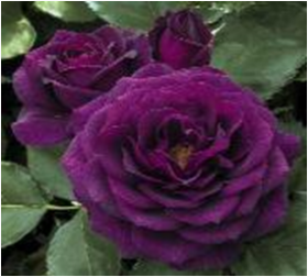 Пурпл Эден (ЗКС) ЖИЛЯК