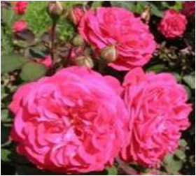 Розмари Роуз (ЗКС) ЖИЛЯК