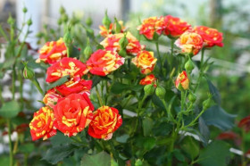 Файер Флеш (ЗКС) ЖИЛЯК