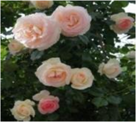 Пале Рояль (ЗКС) ЖИЛЯК