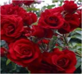 Сантана (ЗКС) ЖИЛЯК