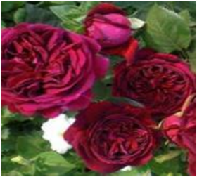 Эрик Таберли (ЗКС) ЖИЛЯК