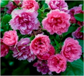 Пинк Гротендорст (ЗКС) ЖИЛЯК