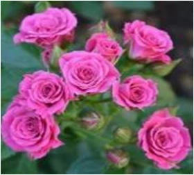 Лавли Лидия (ЗКС) ЖИЛЯК