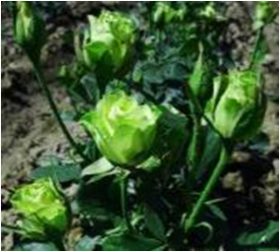 Лимонад (ЗКС) ЖИЛЯК