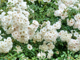 Айс Мейяндекор (ЗКС) ЖИЛЯК