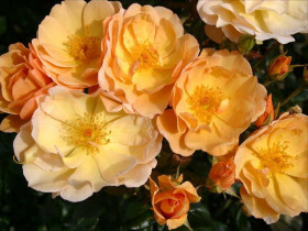 Амбер Сан (ЗКС) ЖИЛЯК