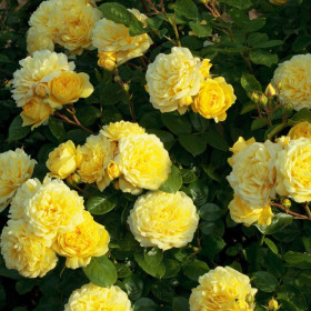 Анни Дюпрей (ЗКС) ЖИЛЯК