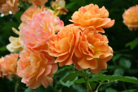 Вестерланд (ЗКС) ЖИЛЯК