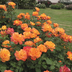 Сахара (ЗКС) ЖИЛЯК