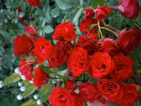 Скарлет Мейяндекор (ЗКС) ЖИЛЯК