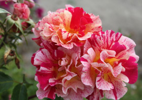 Эдгар Дега (ЗКС) ЖИЛЯК