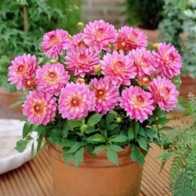 Гэллери Беллини 1шт