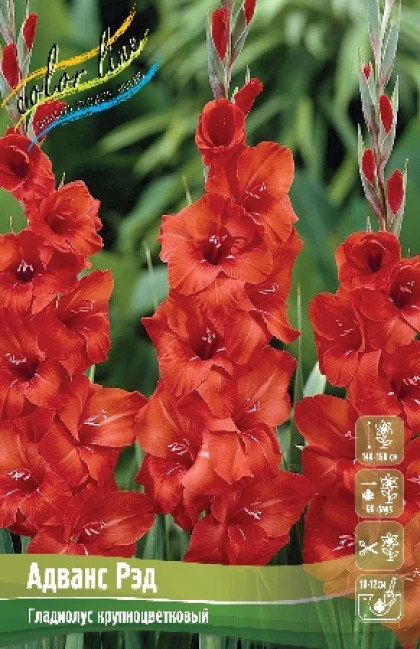 Адванс Рэд 10/12 10шт