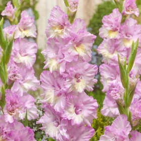 Владивосток (RL-гофр.), 10/12 8шт