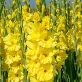 Желтый 10/12 10шт