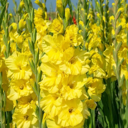 Желтый 10/12 10шт