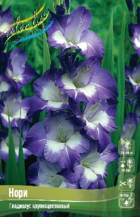 Нори 10/12 10шт